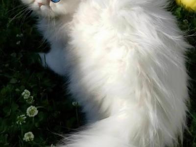 SunnyPersians - Cat Breeder - CA, US SunnyPersians - Cat Breeder - CA, US