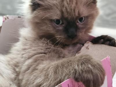 Theresa - Cat Breeder - Fountain, CO, US Theresa - Cat Breeder - Fountain, CO, US