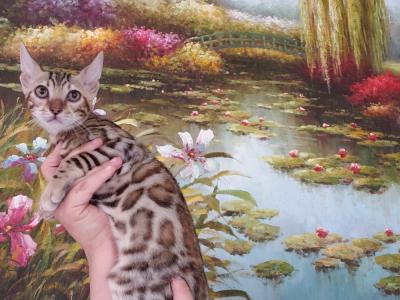 Susanne - Cat Breeder - Laguna Beach&comma; CA&comma; US