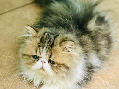 Elena Cirstea Muttart - Cat Breeder - West Palm Beach&comma; FL&comma; US