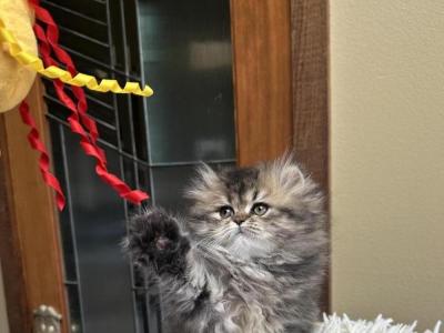 Michelle - Cat Breeder - Gearhart&comma; OR&comma; US