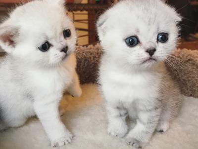 Angela - Cat Breeder - Houston&comma; TX&comma; US