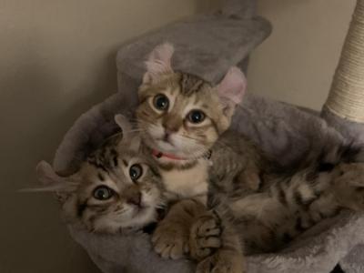 Lexi - Cat Breeder - Ridgecrest&comma; CA&comma; US