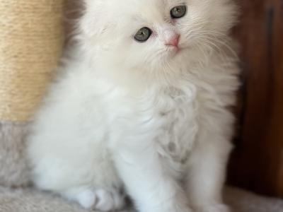 Monika - Cat Breeder - Beverly&comma; NJ&comma; US