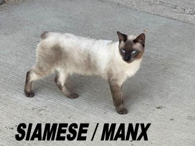 CHARLOTTE - Cat Breeder - Bryan&comma; TX&comma; US