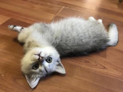 kitten's fairgarden - Cat Breeder - Miami&comma; FL&comma; US