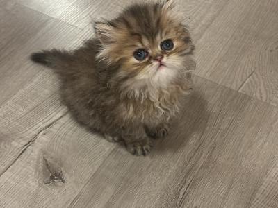 Joy - Cat Breeder - Dalton&comma; GA&comma; US