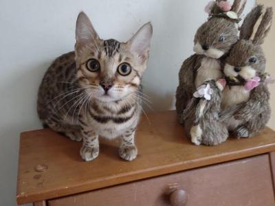 John - Cat Breeder - Quakertown&comma; PA&comma; US