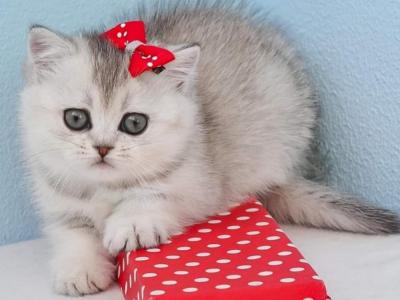 Selena - Cat Breeder - New York&comma; NY&comma; US