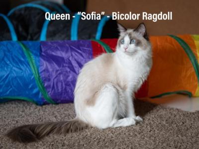 Jerrad - Cat Breeder - Marshall&comma; WI&comma; US