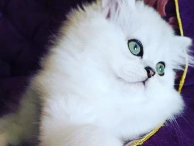 Purrfect Scottish Kittens - Cat Breeder - Sunnyvale&comma; CA&comma; US