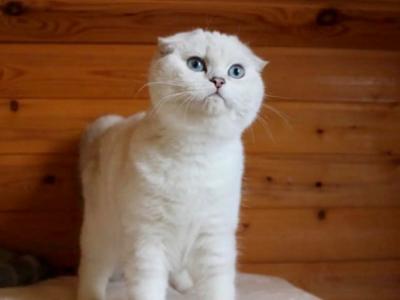 KittensUp - Cat Breeder - Hollywood&comma; FL&comma; US