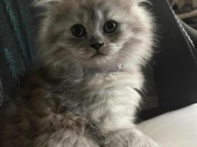 Larisa - Cat Breeder - Wellford, SC, US Larisa - Cat Breeder - Wellford, SC, US
