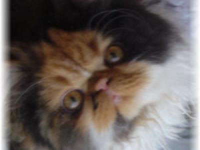 Vicky - Cat Breeder - CA&comma; US