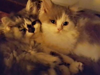 Wilma Long - Cat Breeder - New Hartford, CT, US Wilma Long - Cat Breeder - New Hartford, CT, US