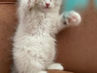 Cindy - Cat Breeder - Cumming&comma; GA&comma; US