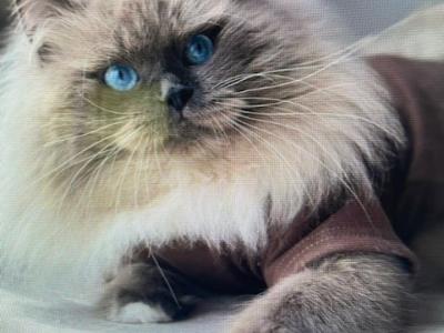 Cindy - Cat Breeder - Cumming, GA, US Cindy - Cat Breeder - Cumming, GA, US