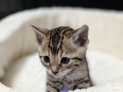 Nancy - Cat Breeder - Holmes, NY, US Nancy - Cat Breeder - Holmes, NY, US