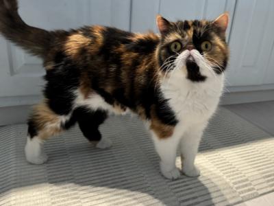 Suzanne Suraci Pellegrini - Cat Breeder - Mount Marion&comma; NY&comma; US