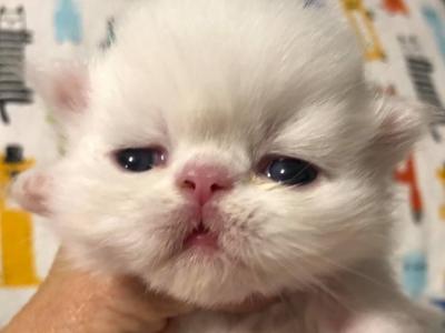 Mercedes Brunelle - Cat Breeder - Palm Coast&comma; FL&comma; US