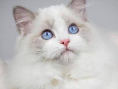 Nancy - Cat Breeder - AR, US Nancy - Cat Breeder - AR, US