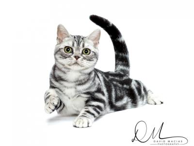 Milla Macias - Cat Breeder - Riverside, CA, US Milla Macias - Cat Breeder - Riverside, CA, US