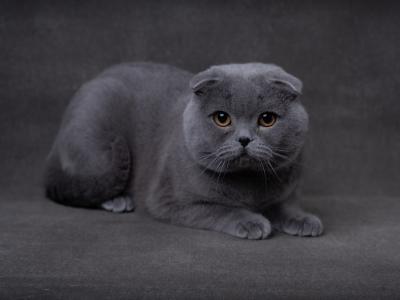 Tatiana - Cat Breeder - Wellesley&comma; MA&comma; US