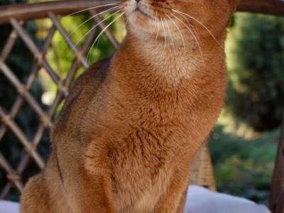 Helena - Cat Breeder - Old Bridge&comma; NJ&comma; US