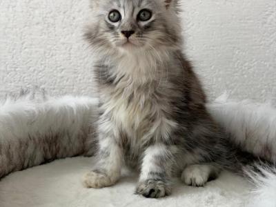 Helena - Cat Breeder - Brooklyn&comma; NY&comma; US