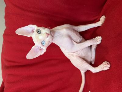 Arina - Cat Breeder - Brooklyn, NY, US Arina - Cat Breeder - Brooklyn, NY, US