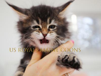 US ROYALS MAINE COONS - Cat Breeder - Tannersville&comma; PA&comma; US