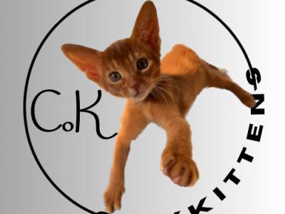Dmitrii - Cat Breeder - Staten Island, NY, US Dmitrii - Cat Breeder - Staten Island, NY, US