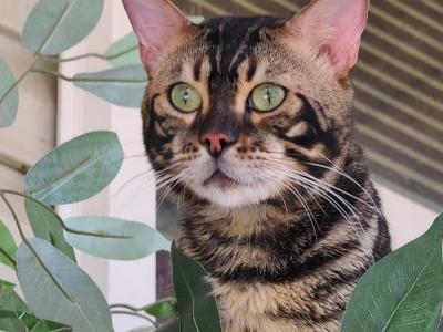Karen - Cat Breeder - Norwalk&comma; OH&comma; US