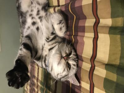 Tamira - Cat Breeder - Gainesville, GA, US Tamira - Cat Breeder - Gainesville, GA, US