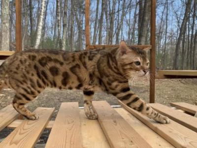Sheree - Cat Breeder - GA, US Sheree - Cat Breeder - GA, US