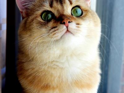 Maria - Cat Breeder - New York&comma; NY&comma; US