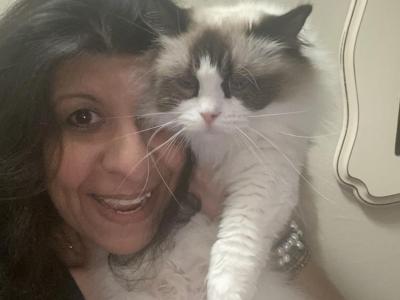 Sandy - Cat Breeder - Beavercreek, OH, US Sandy - Cat Breeder - Beavercreek, OH, US