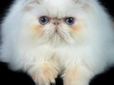 Lizzy at PhatCat Persians - Cat Breeder - Clay&comma; PA&comma; US