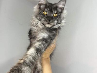 Kim Liszcz - Cat Breeder - Brighton&comma; CO&comma; US