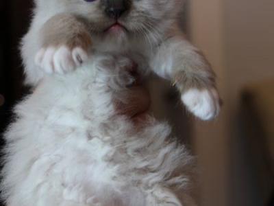 Grand Ragdolls - Cat Breeder - Chattanooga&comma; TN&comma; US