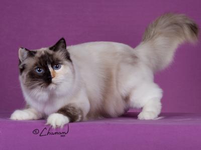 Olga - Cat Breeder - WA&comma; US