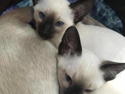 Lori - Cat Breeder - CO&comma; US