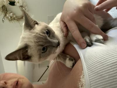 Olena - Cat Breeder - Westfield, MA, US Olena - Cat Breeder - Westfield, MA, US