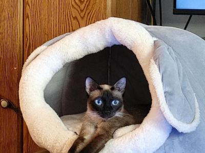 Heather - Cat Breeder - IL&comma; US