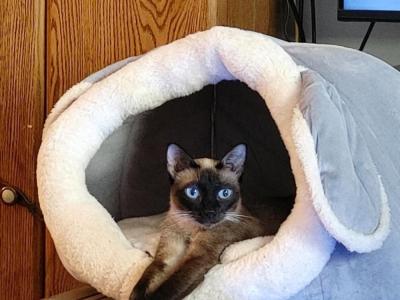 Heather - Cat Breeder - IL, US Heather - Cat Breeder - IL, US