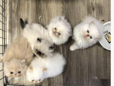 Vicky - Cat Breeder - Claremont&comma; NC&comma; US