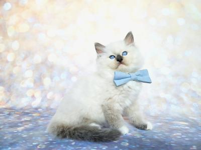 Victoria - Cat Breeder - North Port, FL, US Victoria - Cat Breeder - North Port, FL, US