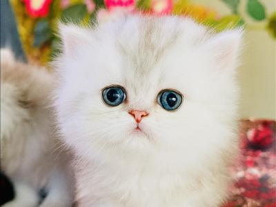 Joy - Cat Breeder - Ponce De Leon&comma; FL&comma; US