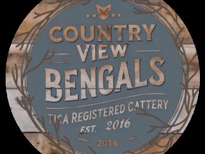 Country View Bengals - Cat Breeder - Needmore&comma; PA&comma; US