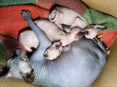 Helen - Cat Breeder - Matawan, NJ, US Helen - Cat Breeder - Matawan, NJ, US